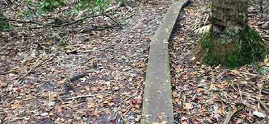 MTB Trail Review | Hanna Park – Jacksonville Beach, Florida